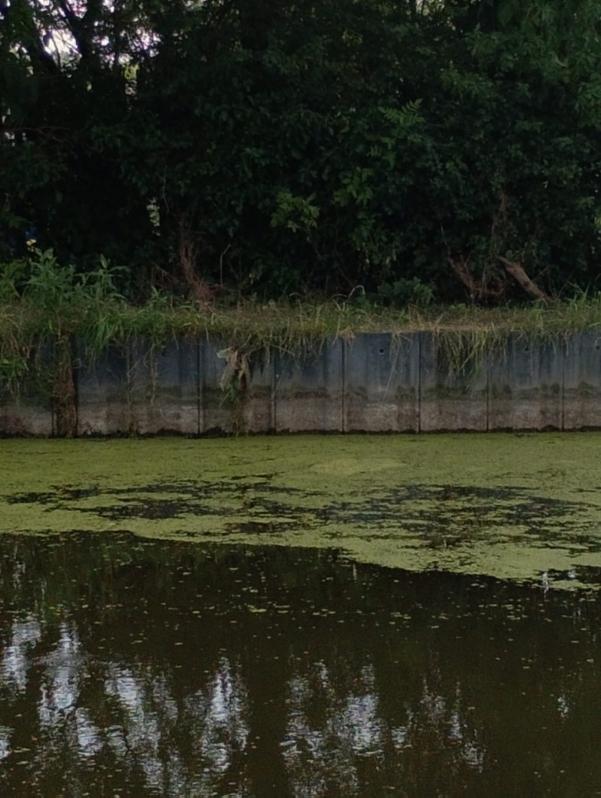 LCBA Statement on Canal Water Levels and Responsible Reporting